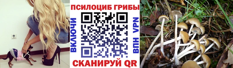 Псилоцибиновые грибы ЛСД  закладки  Ильский 